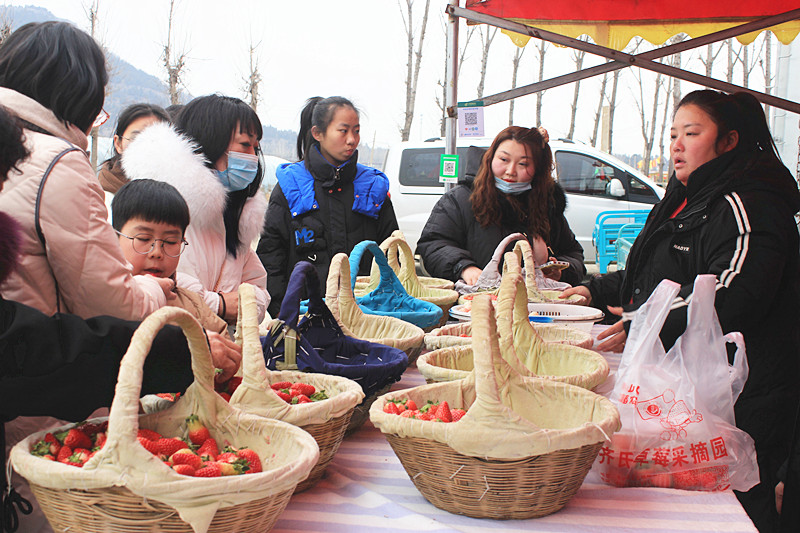 ��ݮ�h��c�´� | ���f�(zh��n)��ɽ�ڲ�ݮ��ժ��Ȥ�࣬�����w�(y��n)�e����ζ