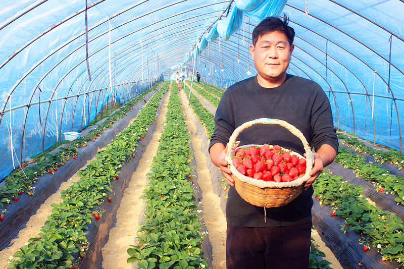 2025��ɽ�|��ݮ�a(ch��n)�I(y��)����A�M���_�����f���R�ϲ�ݮ�@��ժ�ý�